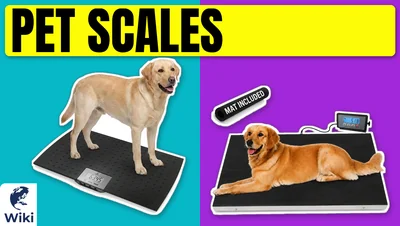 Best Pet Scales